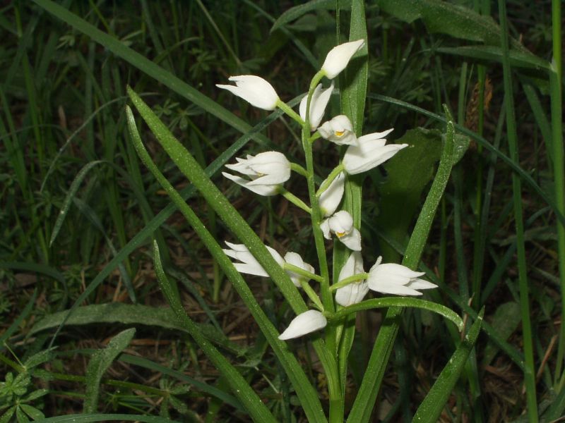 Cephalanthera longifolia