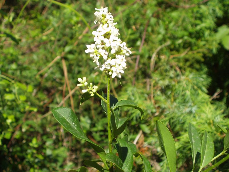 Ligustrum vulgare