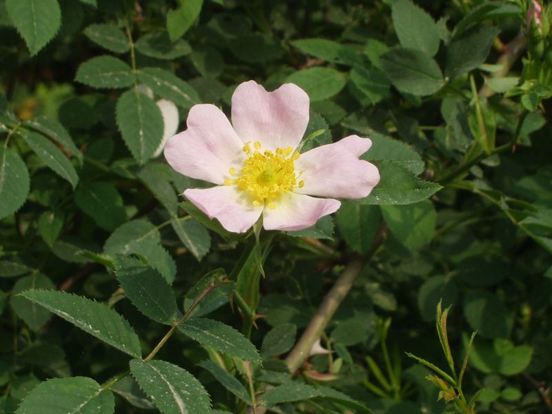 Rosa canina